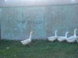 Вяленый гусь