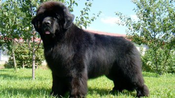 Вообще то "Бетховен" был сенбернар...   
А Ньюфы вот такие  ;)