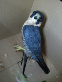 Наши знакомые из питомника гамбузия спасли раненого сапсана в Сочи. Хотя говорят, что тот орнитолог которому передали птицу продал его (