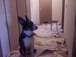 это моя собакен звать Веня