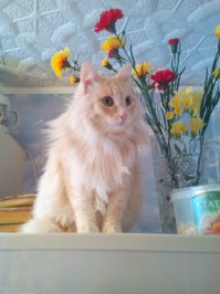 А у моей кошки произошел "громональный сдвиг" после неудачной операции, и если она пугается то ныкаемься мы  :-)))