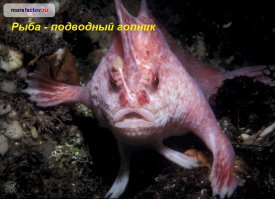 Необычные морские животные