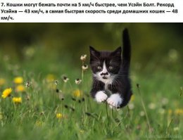 АДИК БЕЖИТ?:)