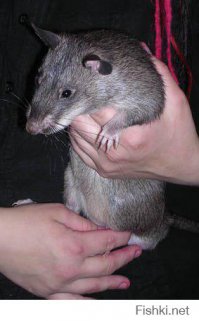 африканская крыса сапёр