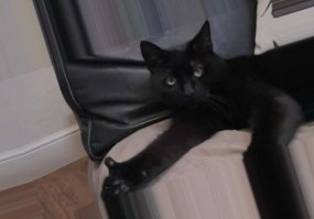 Котейкам зачёт!!!
