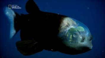 Необычные морские животные