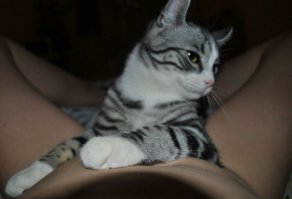 Коты и девушки 