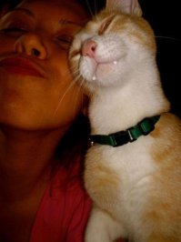 Коты и девушки 