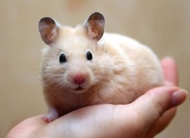 На последней фотке раздобрела мишка, навеяло.