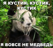 Конечно не медведь - Гигантские панды это еноты.
Ваш зануда.
