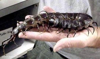 Самые большие насекомые