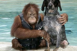 Про этих товарищей (Орангутанг Syria и собака  Roscoe)  аж фильм сняли, классный
Интересно было бы мысли собаки узнать