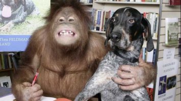Про этих товарищей (Орангутанг Syria и собака  Roscoe)  аж фильм сняли, классный
Интересно было бы мысли собаки узнать
