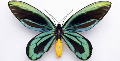 Ornithoptera-Alexandra бабочка с самым большим размахом крыльев, до 30см.