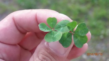 Мы с сыном, аж два клевера раз нашли...