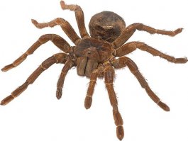 А как же тарантул-голиаф

Относится он к самым большим паукам в мире. Размер его туловища составляет 30 см. Плюс к этому стоит прибавить лапки такой же длины. Паук любит покушать и в его ежедневный рацион обязательно входят птицы. Несмотря на большие размеры и устрашающий вид укус тарантула безопасен для человека, хотя довольно болезненный. В природе обитает он в основном в лесах Южной Америке. Любители экзотики довольно часто содержат голиафа в домашних условиях.