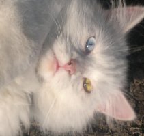 50 животных с разным цветом глаз