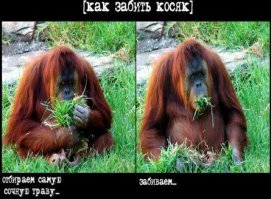 прикольные зверюги..
