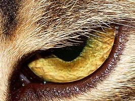 Глаз моего кота Оззи ))