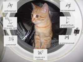 55 кошек, пользующихся подарками, которые для них так тщательно выбирали хозяева 