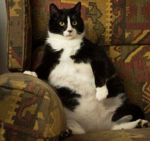 Несите её сюда, я временно до обеда свободен.. )