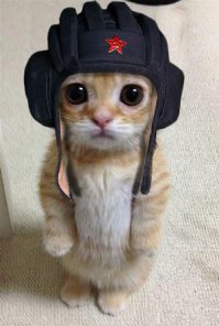 Домик для кошки СУ100 