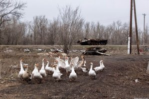 Июль 1944 года белоруссия, так было 
Осень 2014 Донецк, так есть 

Просто гуси, это реальная сила