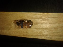 Зачем в палочке для выравнивания сигар замурована некая ампула? Кто знает? По виду похожа на обычную ампулу для инъекций.. Как то не охота высверливать или пилить.. Сам не знаю.. В инете не нашел ничего похожего.. Сигары были привезены из Доминиканы очень давно.. Запах просто шикарный)))