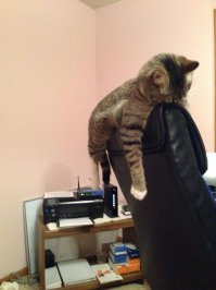 Коробочники, пакетники это обычное явление, а домики душные и неуютные