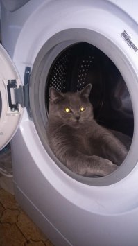 55 кошек, пользующихся подарками, которые для них так тщательно выбирали хозяева 