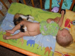 55 кошек, пользующихся подарками, которые для них так тщательно выбирали хозяева 