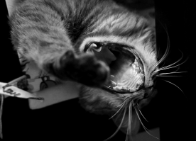 Вот вам моя красавица после сна =)