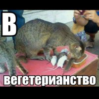 Фотоподборка для поднятия настроения