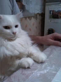 у меня кот был зрячий, но когда умирал.. взглянул на меня этим черными бездонными глазами.. хвостиком махнул два раза и ушел... потом правда приснился.. на фоне солнца и своей улыбающейся мордочки ) эти бездонные черные глаза не забыть..