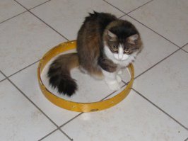 Положил на пол обруч от барабана. Спустя всего три минуты...
На балконе у неё целая дача стоит. Но спит там крайне редко...