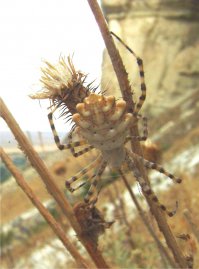 Скажите, кто знает, что это за паук? Фото сделано в Белогорске на Белой скале в 2011 году.