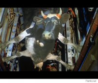 Корова в бомболюке