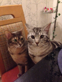 котяру ещё отмыть бы, был бы вообще красавчик.
мои тоже попрошайничают.