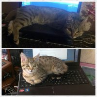 Раньше кошка моя спала  на старом телевизоре типа Ящик,сейчас па плоском ТВ не поспишь!!