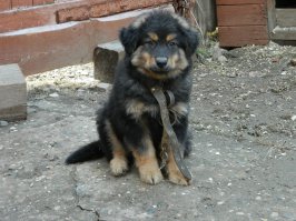 Это мой Рекс.В приюте взял.Фото из серии было-стало.:)
