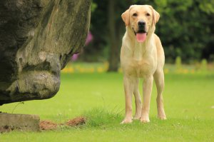 Спасибо за минусы. И все же, покажу когда-то своего красавца.