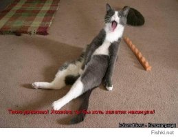 Трехкратная чемпионка «Ms. Olympia» в категории «Bikini» - Ashley Kaltwasser