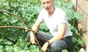 Автор а какже огурцы?