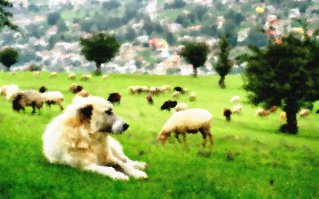 "собака на пастбище"