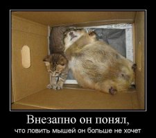 Кот со сломанным инстинктом охотника