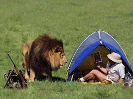 автору "снимка":
львы живут в Африке, саванне.
днем дремлют в тени.
на охоту выходят ночью.
самцы охраняют территорию, от гиен в основном.
просто так не шастают.
импровизации в дикой природе стоят жизни.
на снимке травка не из африки, а где-то из-под клязминского водохранилища)