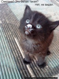 Хитрый зайчик съел все конфеты