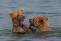Когда что-то в воде дотронулось до лапы
