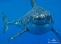 На фоне этого снимка чего только не рисовали...:)