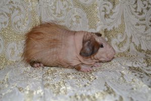 Есть такие породы Скинни и Болдуин: